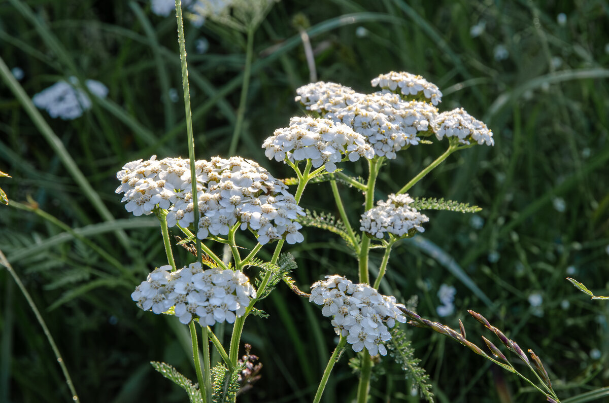 Цветочек - Валерий Пославский