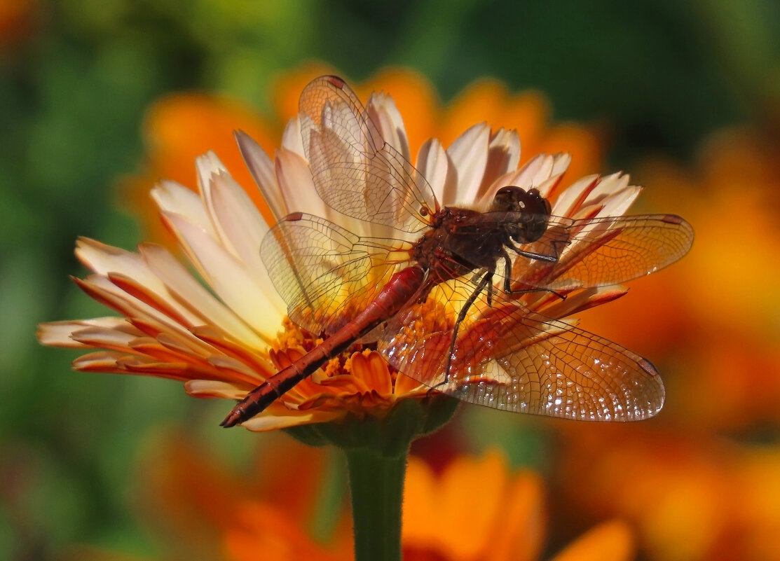 Стрекоза - Valentina K