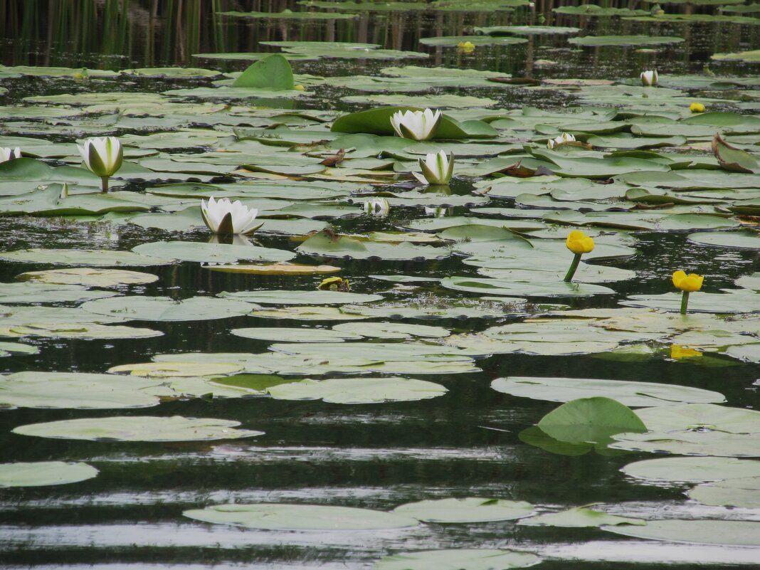 Усманка Воронеж чудесная окраина - Елена Шаламова