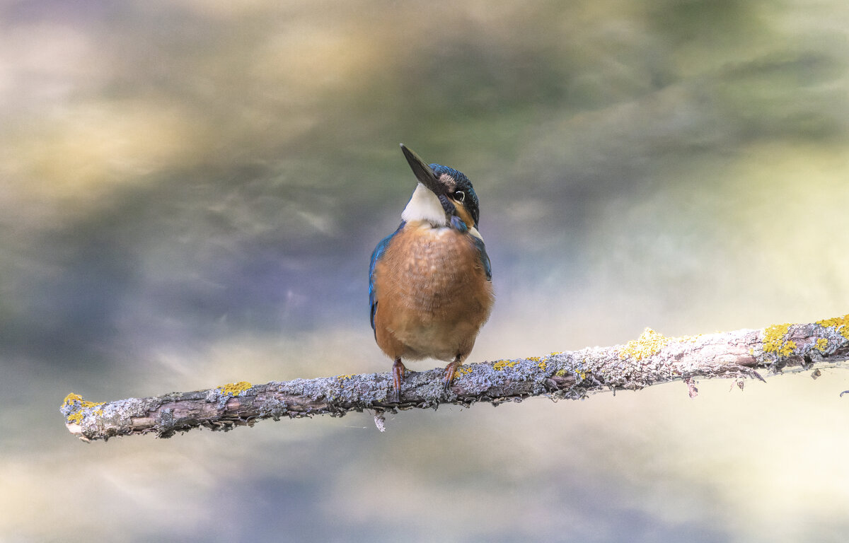 зимородок - юрий макаров