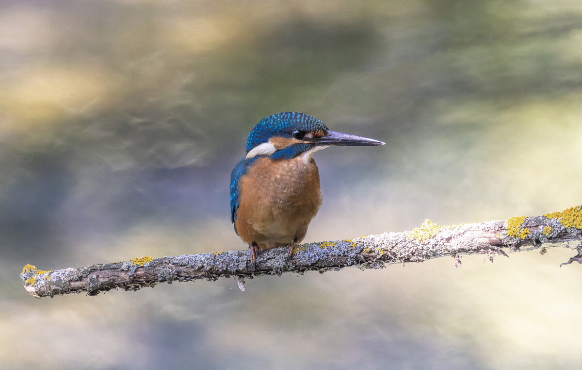 зимородок - юрий макаров