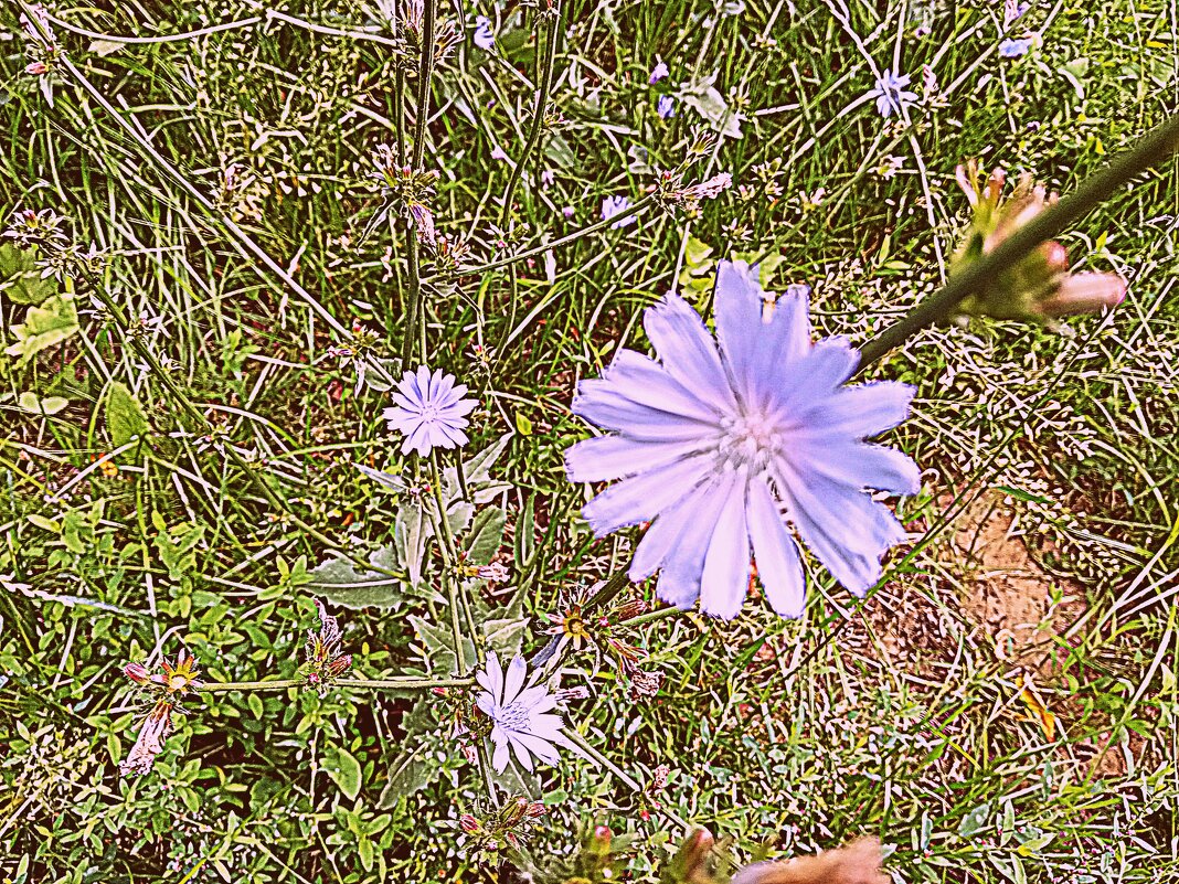 Цветы. - Владимир Драгунский