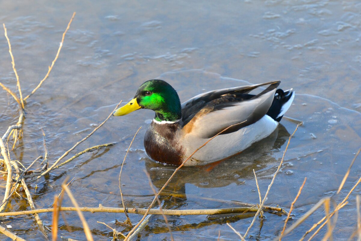 Селезень кряквы - Константин Анисимов