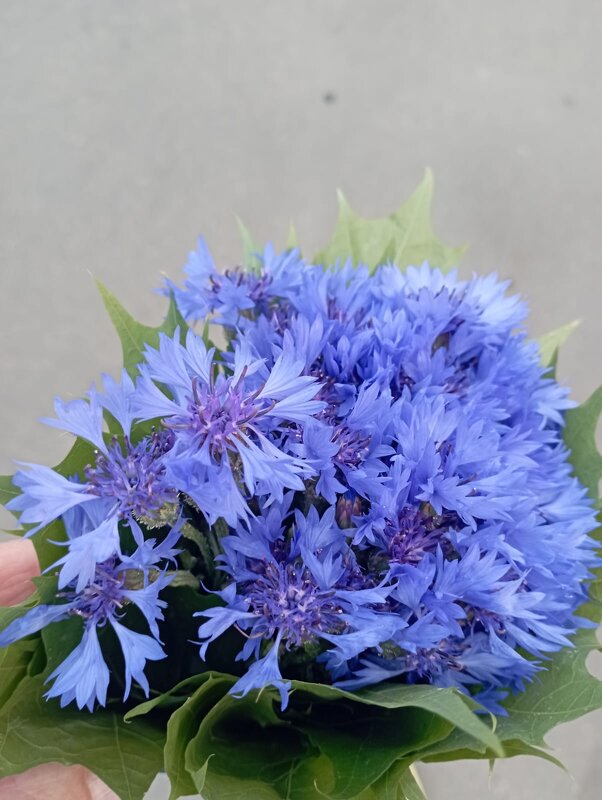 *** - Елена Семигина