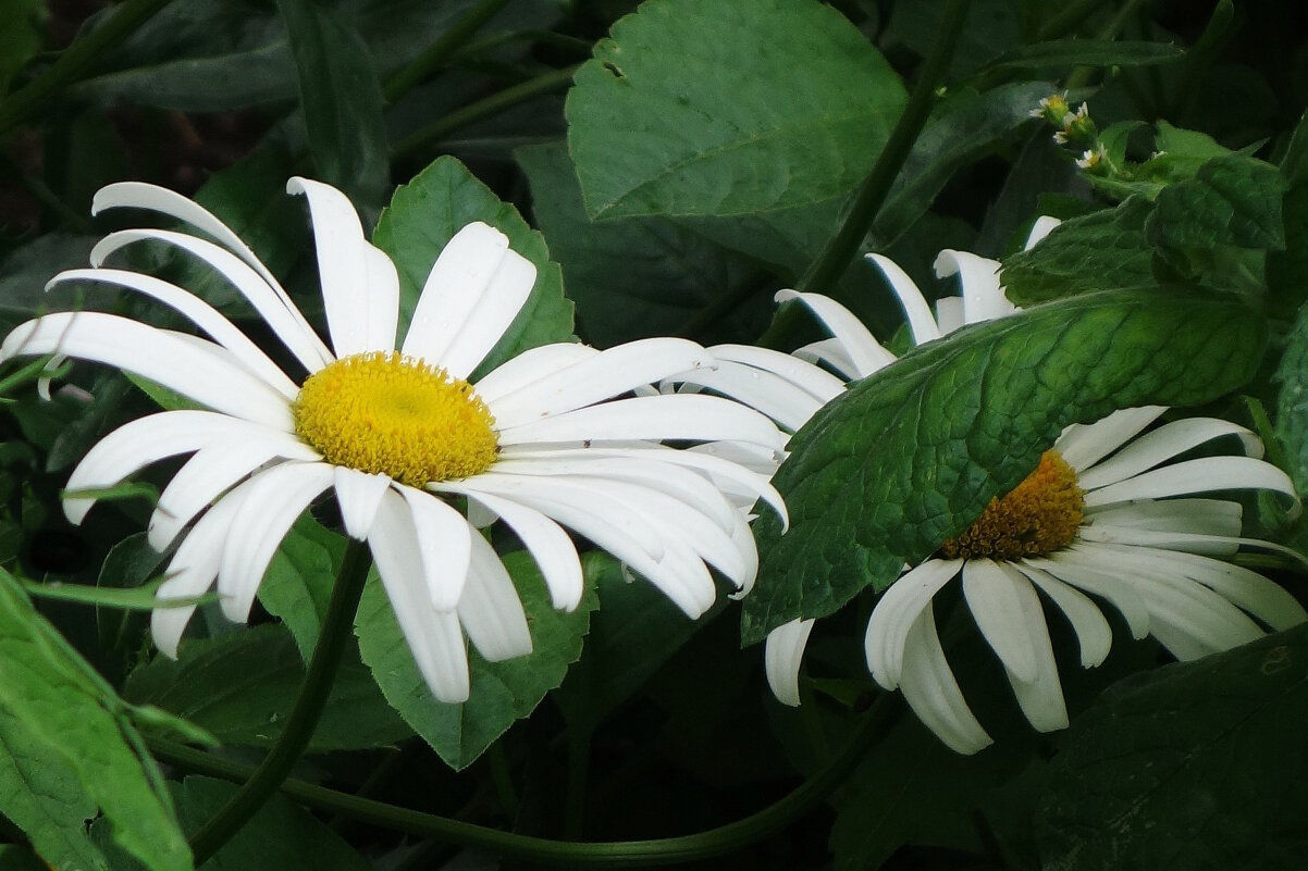 Ромашки - Рита Симонова Ромашки - Рита Симонова