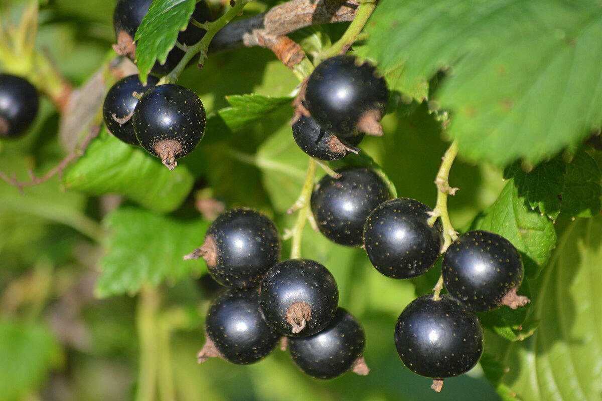 Чёрная смородина "Лама" - Татьяна Лютаева