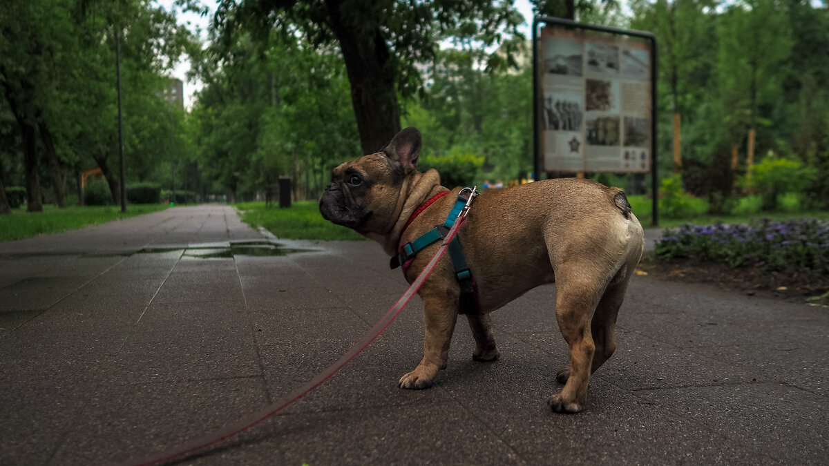 ***** - юрий поляков