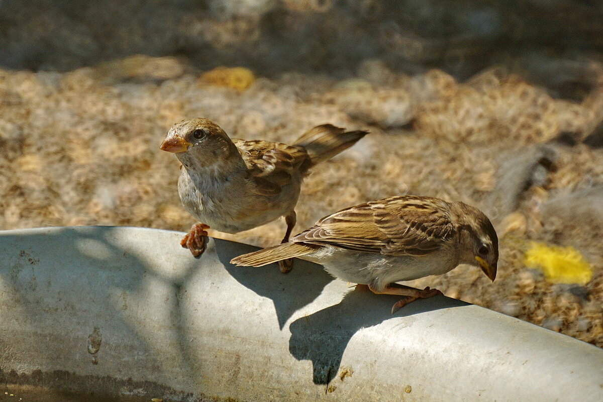 Воробей - почти домашняя птица...-) - Николай Саржанов Воробей - почти домашняя птица...-) - Николай Саржанов