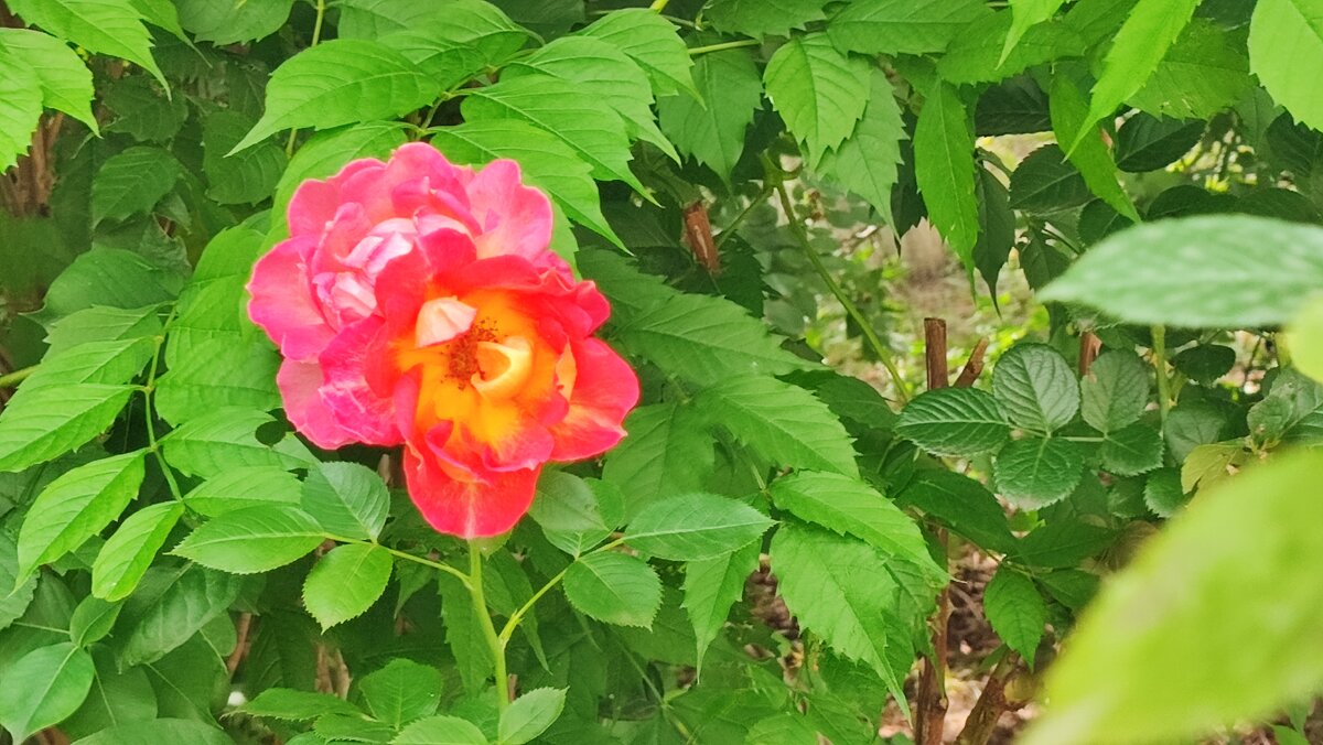 ,,, - Сергей Тимоновский