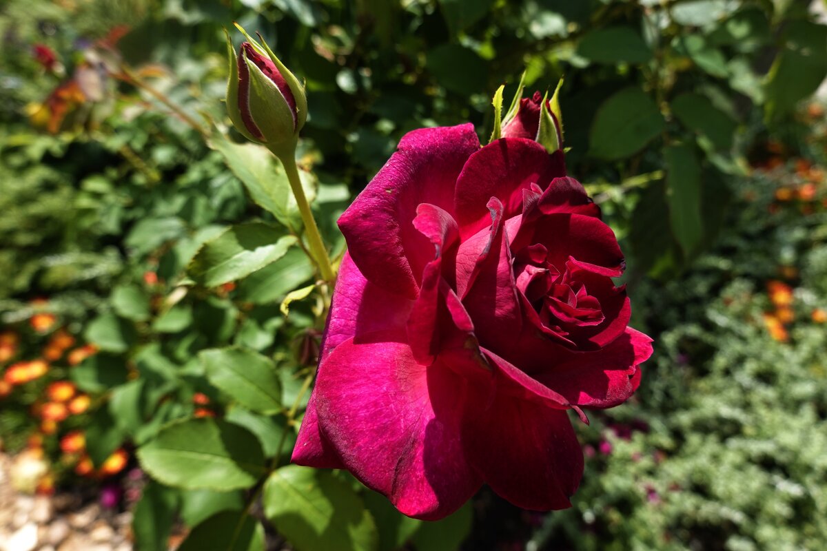 Ах, эти розы, их живая роскошь - Отточен каждый нежный лепесток.... - Галина 