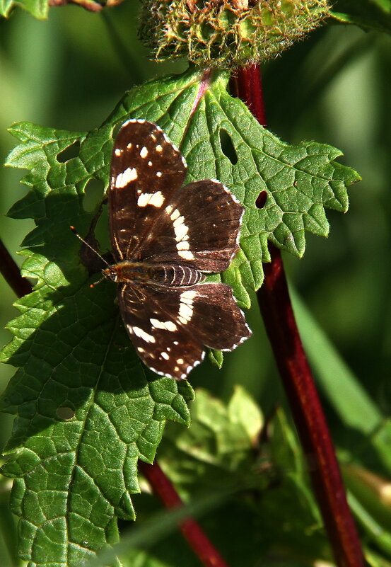 Бабочки летают, бабочки ... - Vlad Сергиевич