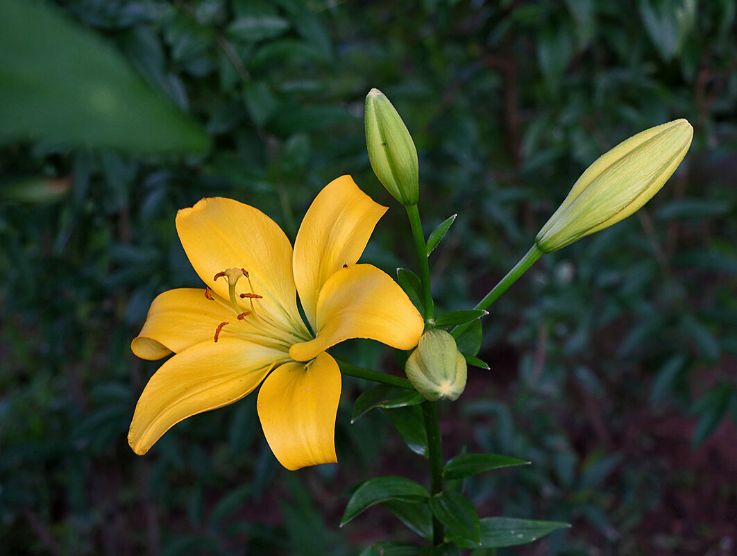 Золотая краса - Светлана 