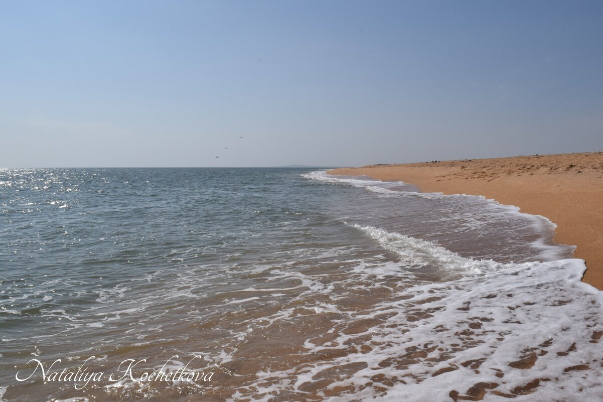 Природа Крыма - Amazing Cosmea