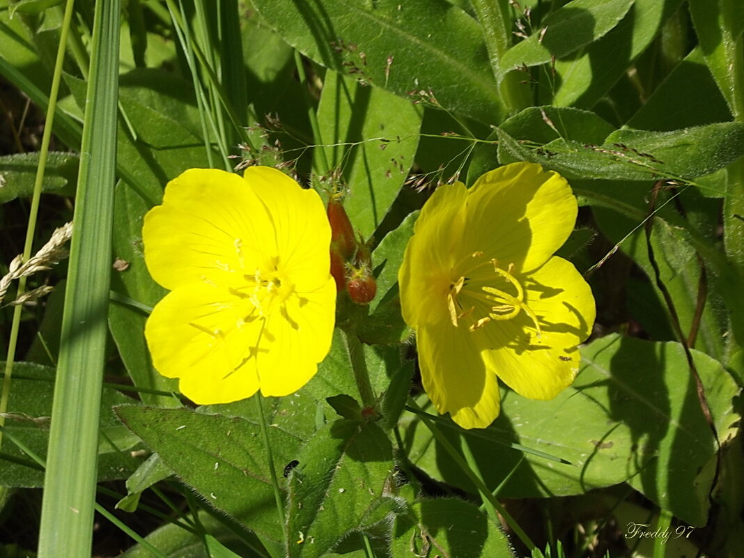 Энотера - Freddy 97