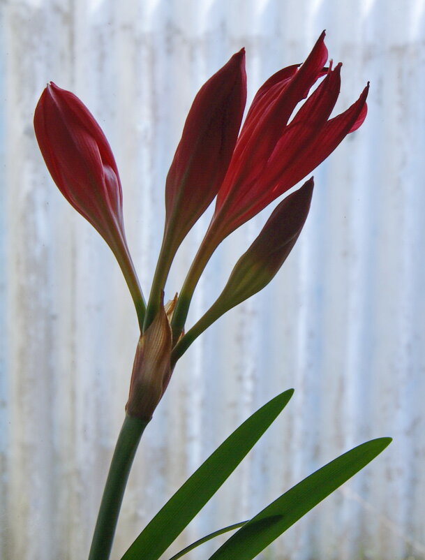 Отцветает валлота. - сергей ермошкин