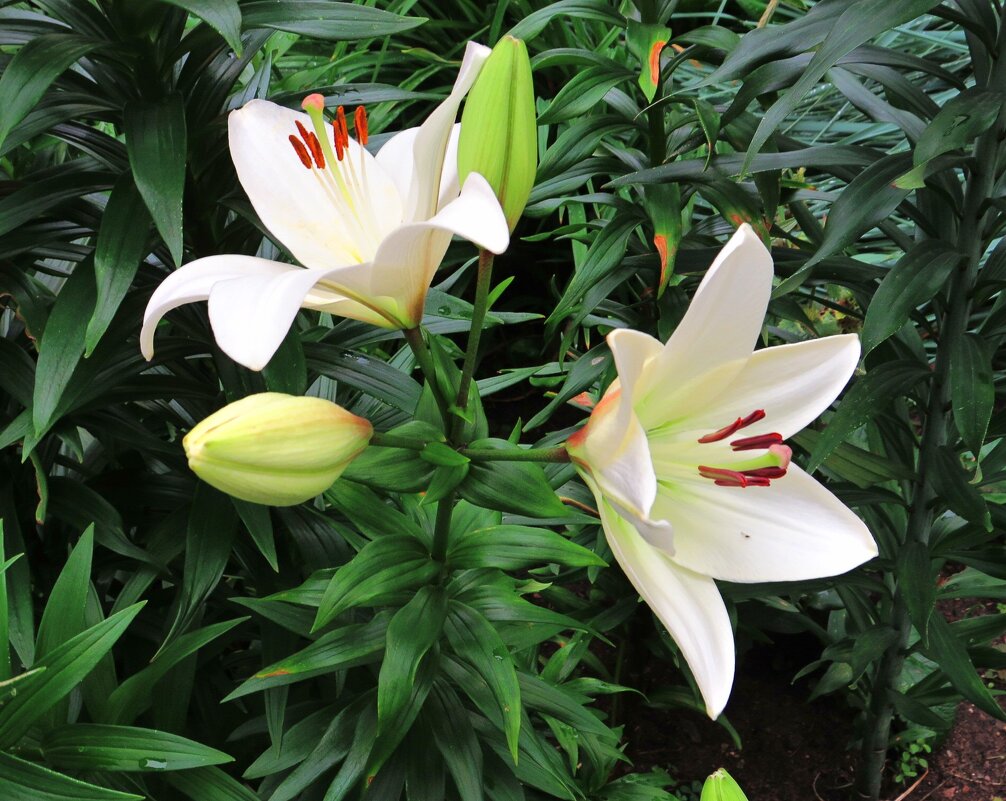 Белые лилии - Андрей Снегерёв