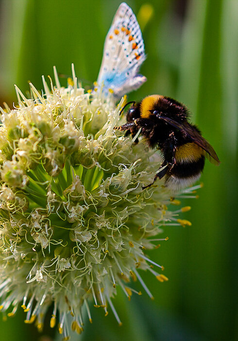 За одним столом) - Светлана SvetNika17