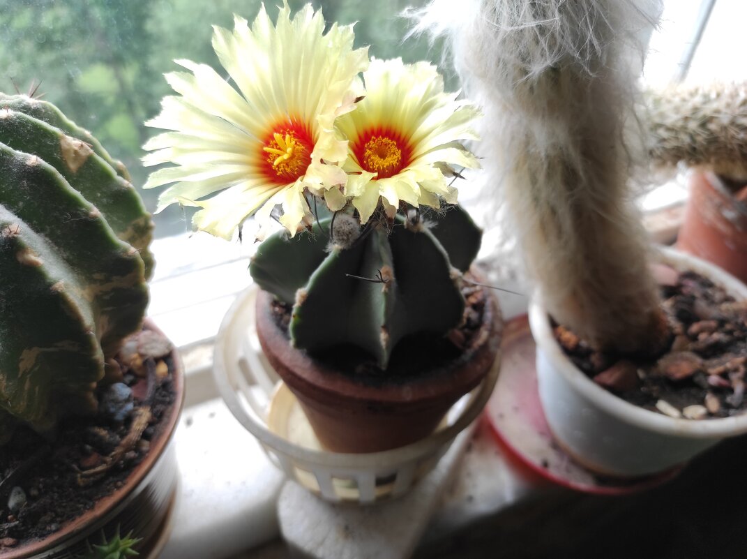 Зацвёл. ) - Игорь Ч.