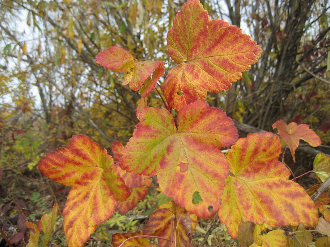 Чёрная смородина - Anna Ivanova