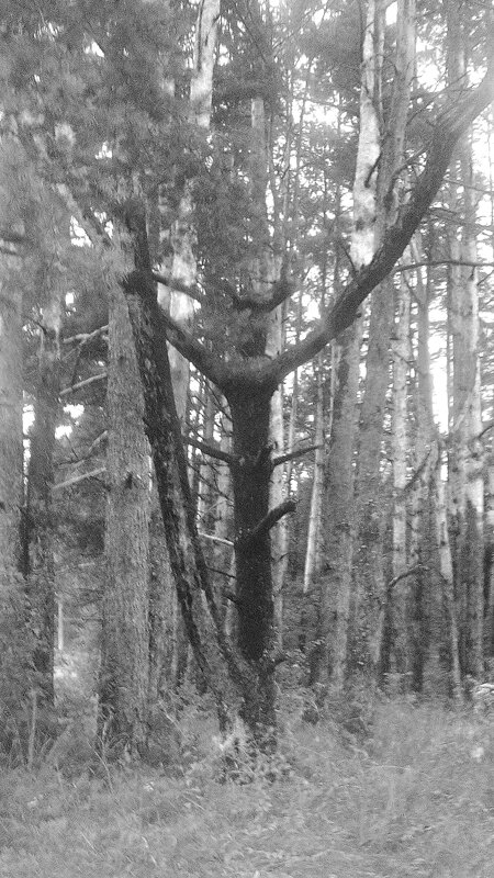 Лесной Дух с посохом - Ирина 