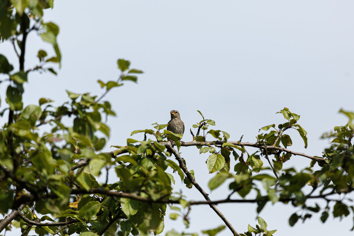 Июльские мгновения - Serega  