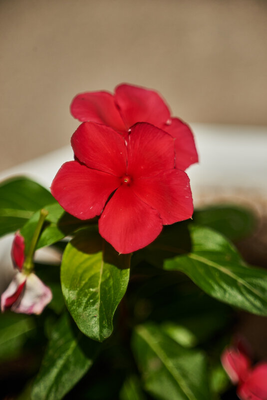 Красная Петуния - Александр Леонов