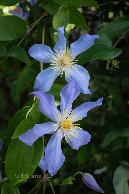 Голубые клематисы - Александр Синдерёв Голубые клематисы - Александр Синдерёв