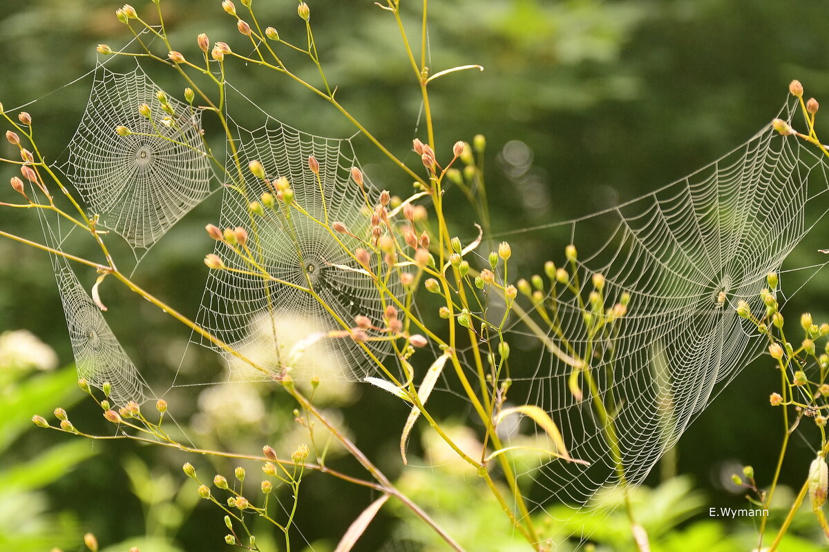 summer - Elena Wymann