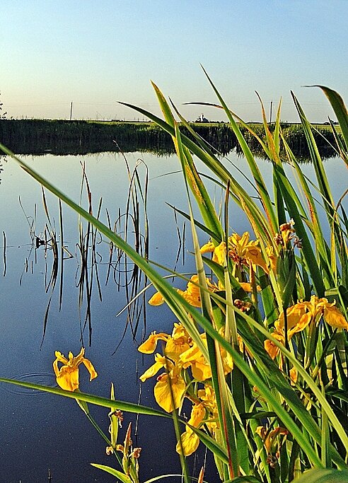 У озера... - Елена 