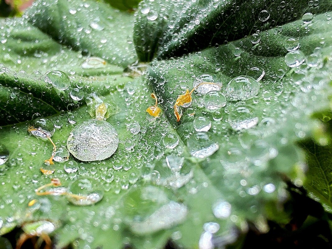 Капли дождя - Елена 