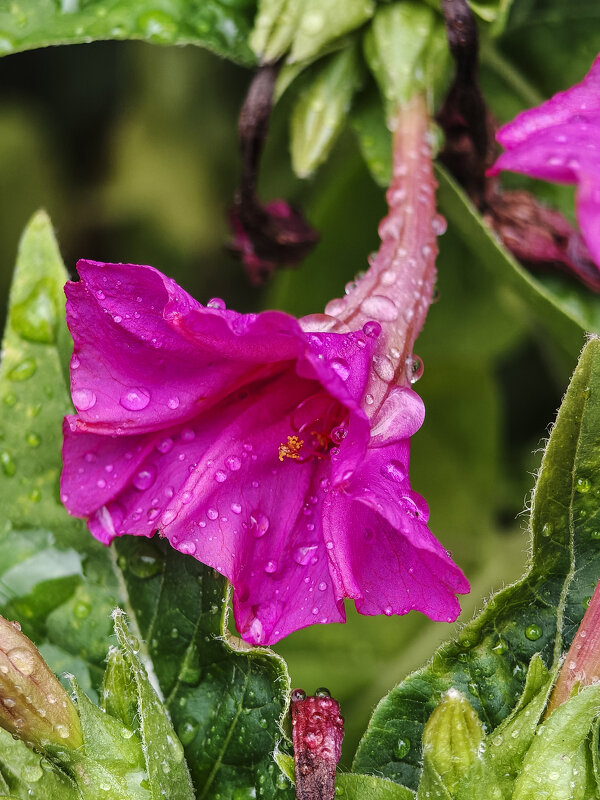 Ночная красавица в бриллиантах - Валерий Ткаченко Ночная красавица в бриллиантах - Валерий Ткаченко