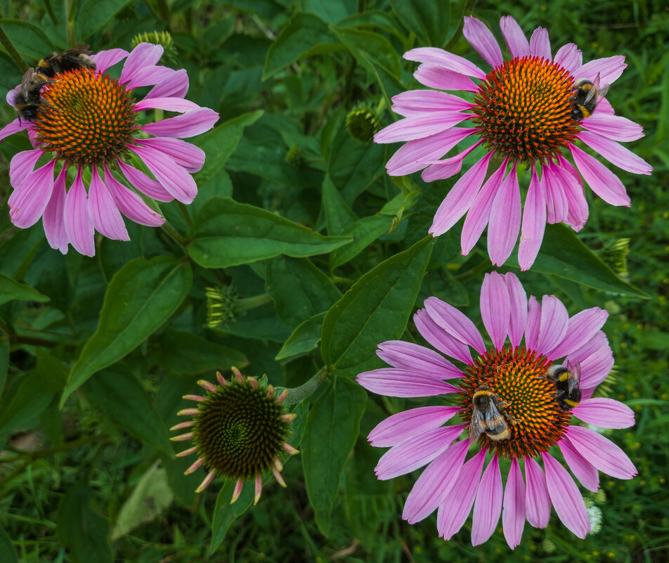 Эхинацея пурпурная. - Борис Калитенко Эхинацея пурпурная. - Борис Калитенко
