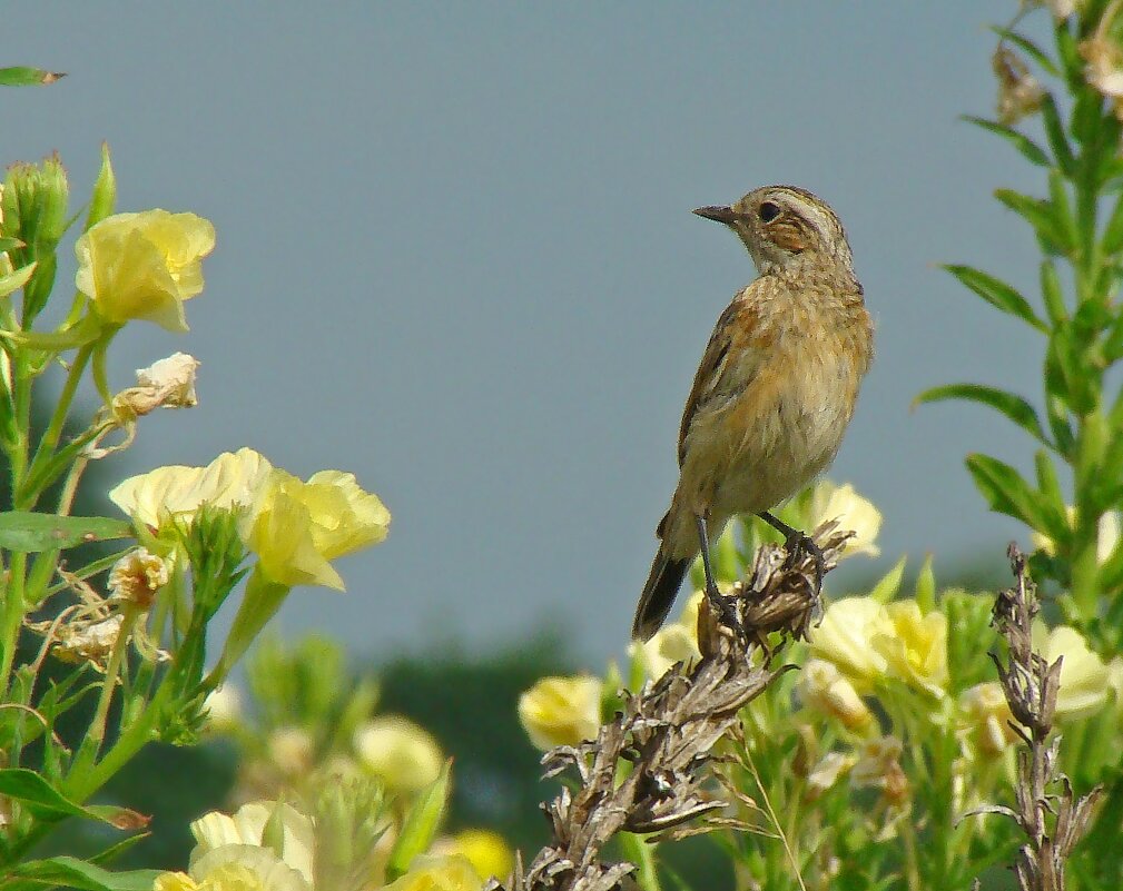 чекан луговой - gawrilа - dan