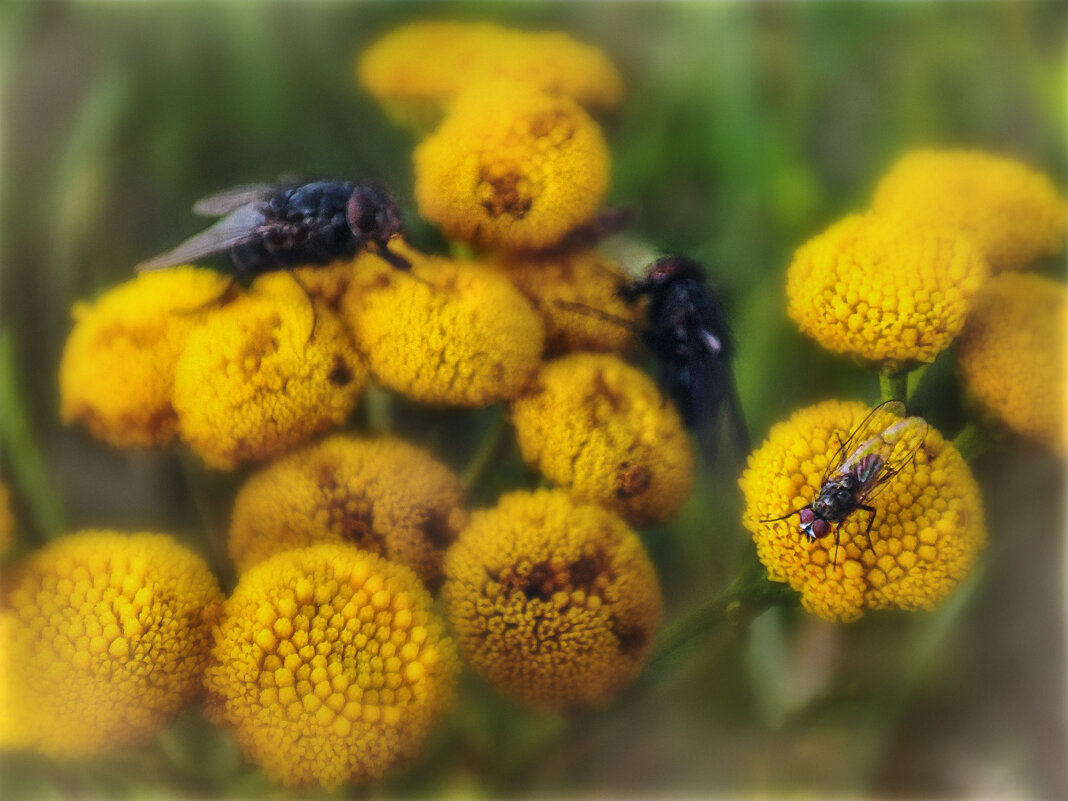 Маленький Мух..) - AZ east3 Маленький Мух..) - AZ east3