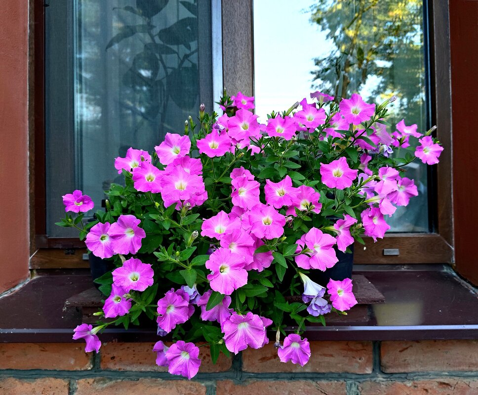 Городские цветы - Мария Васильева