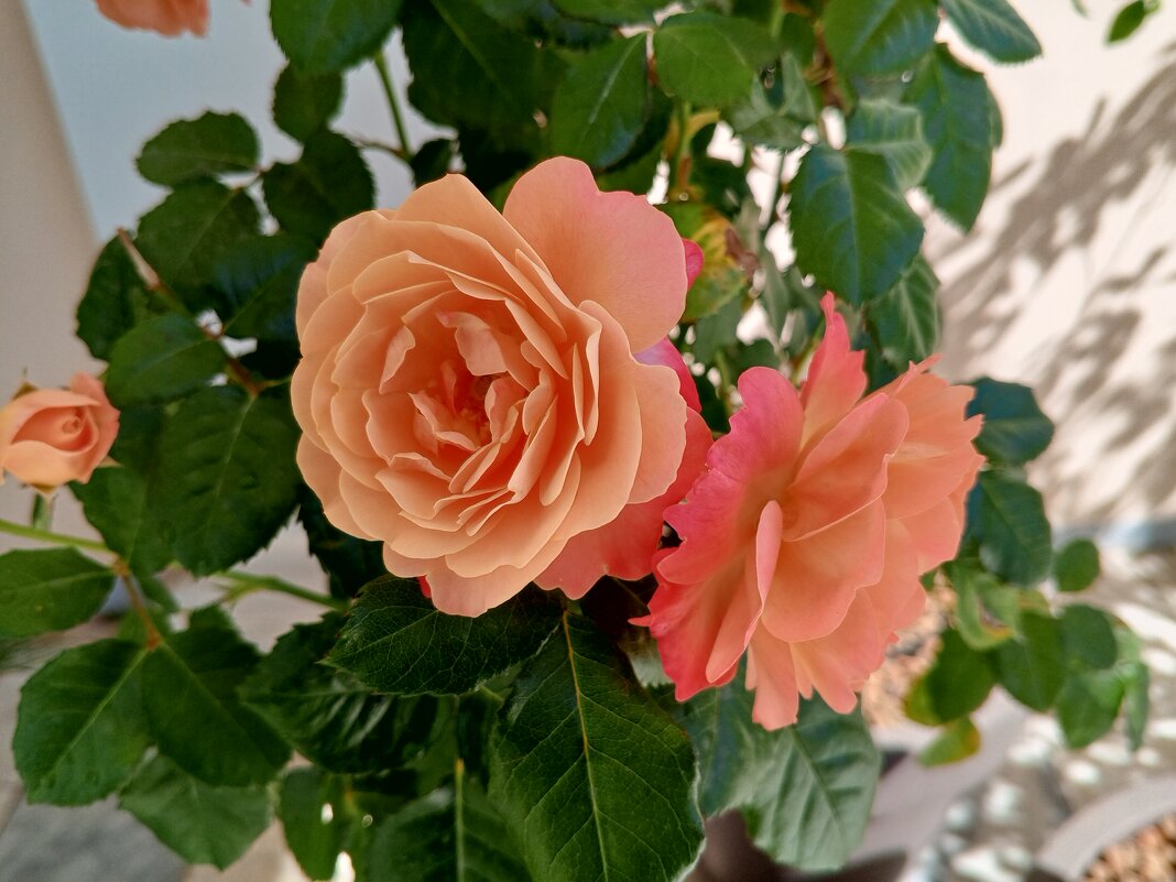 Розы - Сапсан 