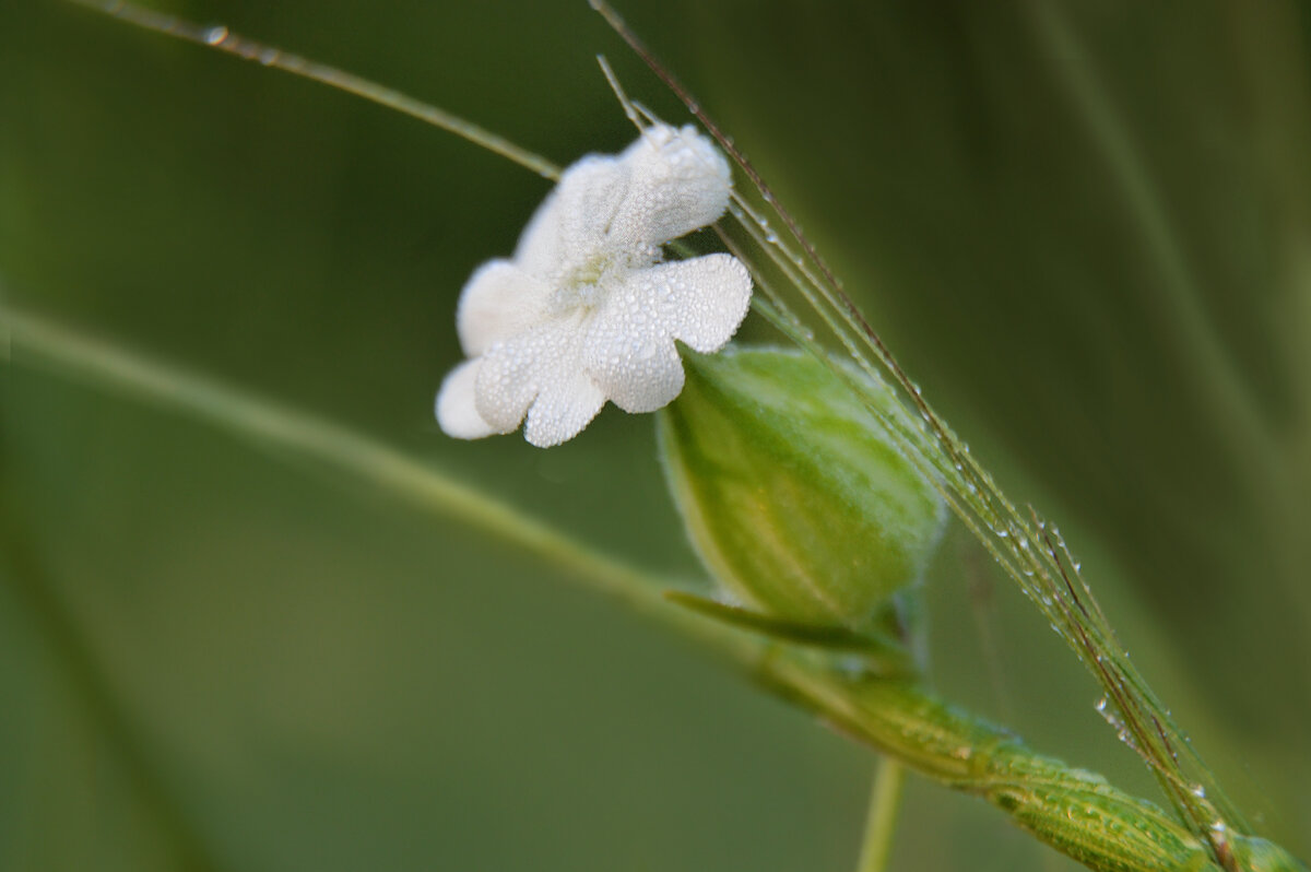 *** - Надежда Куркина 