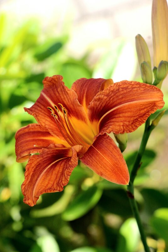 Рыжий июль - Наталья Герасимова