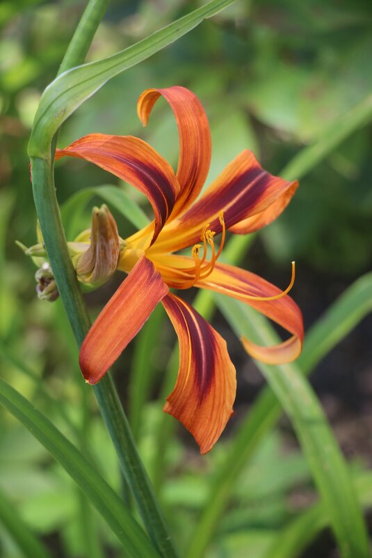 Рыжий июль - Наталья Герасимова