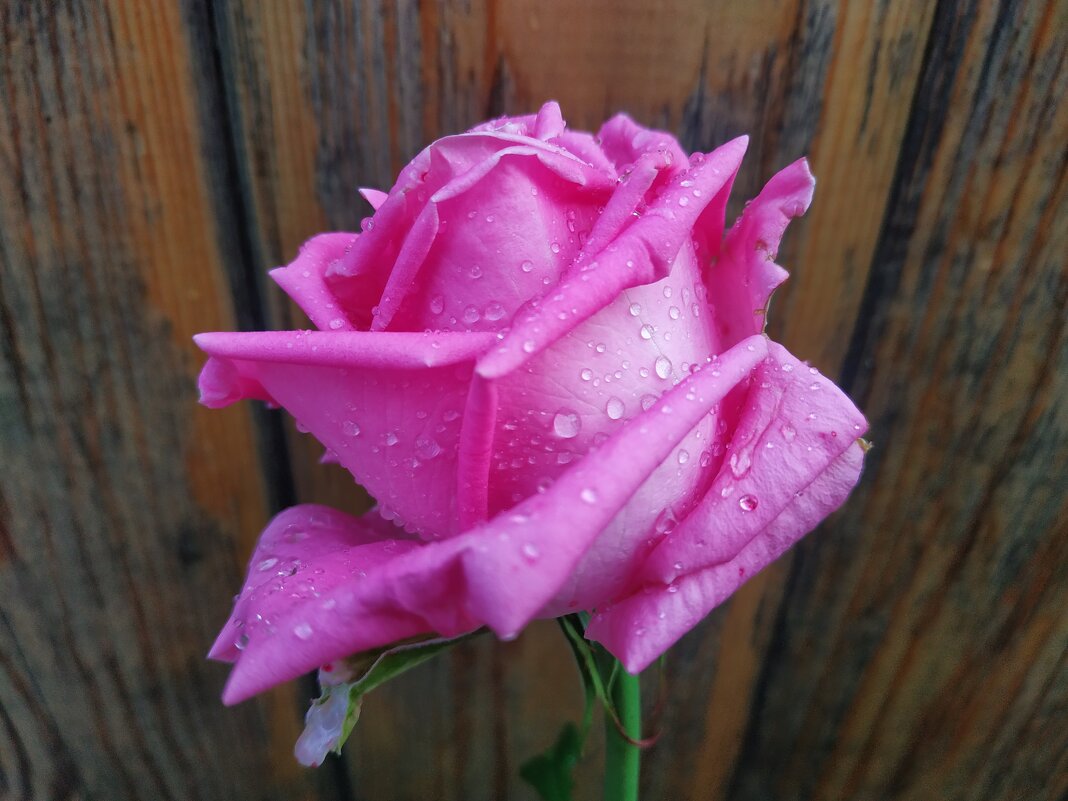 Очень разные розы - Андрей Лукьянов