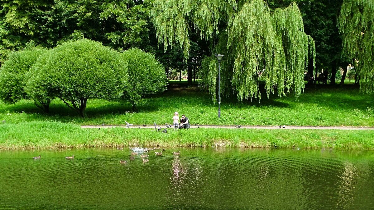 Девочка кормит уток. - Милешкин Владимир Алексеевич 