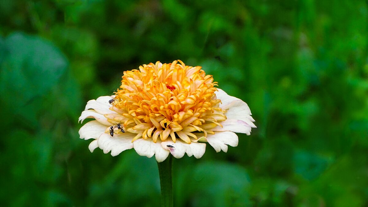 Лето и цветы. - Милешкин Владимир Алексеевич 