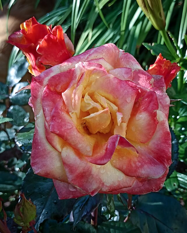 *** - Светлана Кузнецова