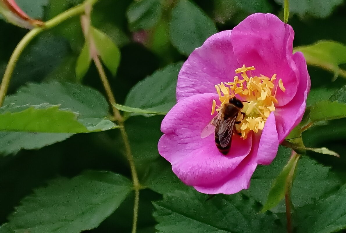 Макро мир вокруг нас... - Николай Саржанов