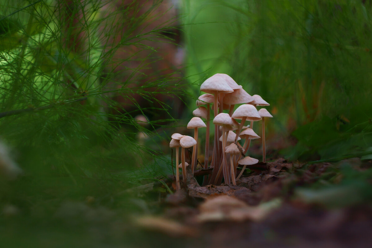 Грибные истории. Группировка - Василий Прудников