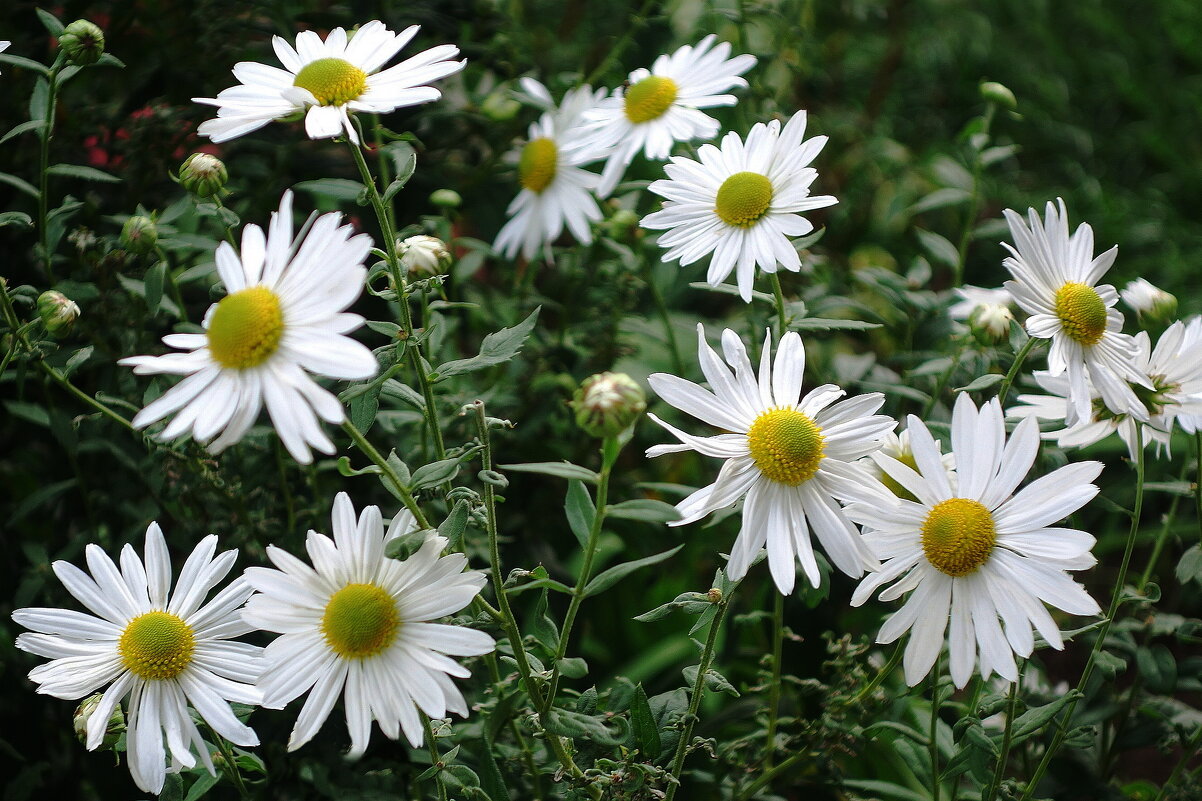 Ромашки - Рита Симонова