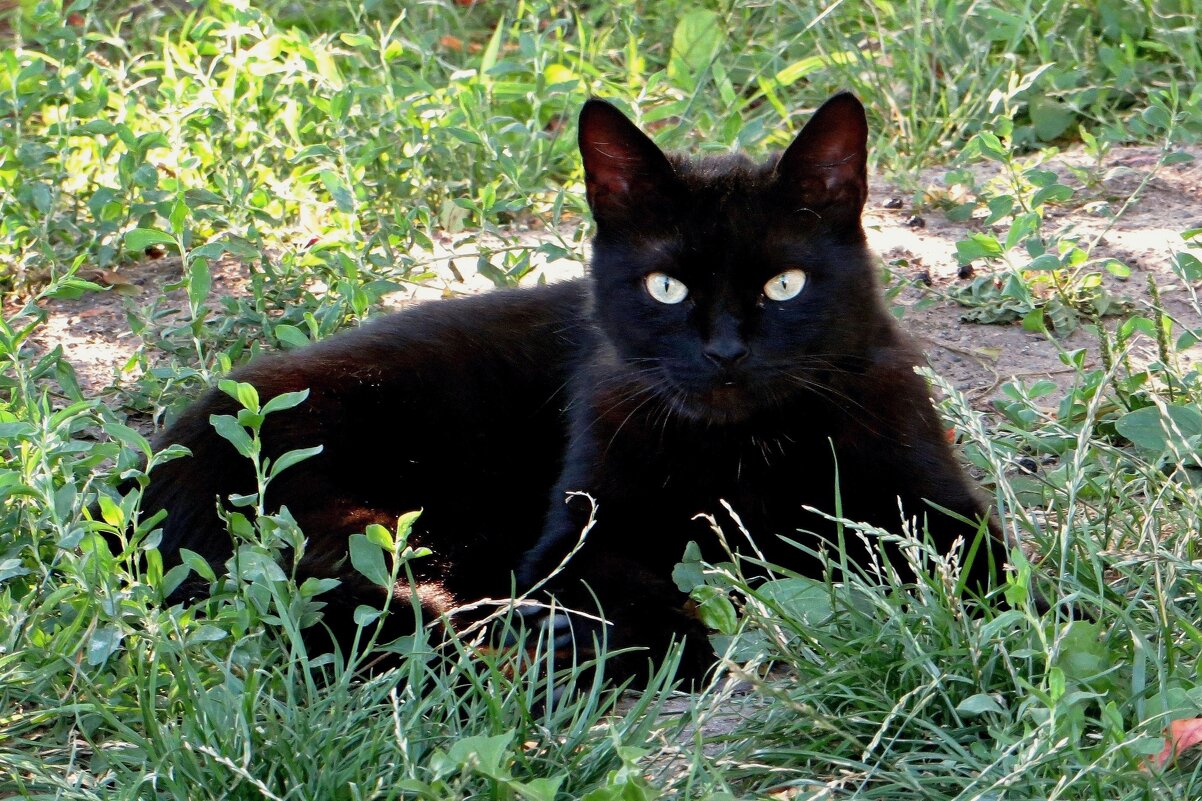 Загорел на солнышке - Татьяна Смоляниченко