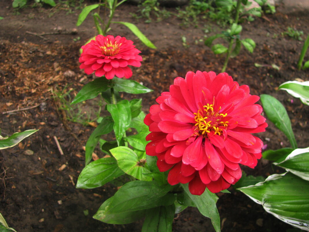 Циннии цветут - Людмила Смородинская Циннии цветут - Людмила Смородинская