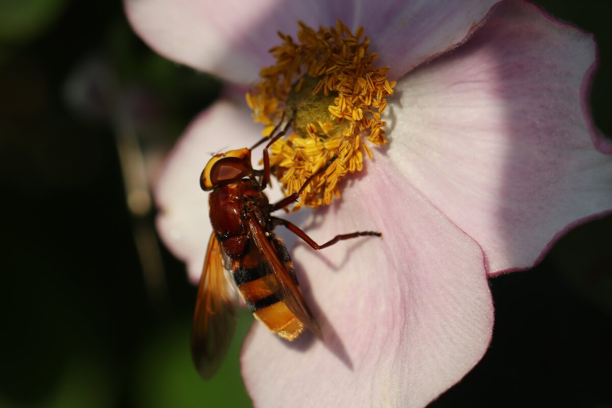 Утро - Юрий. Шмаков