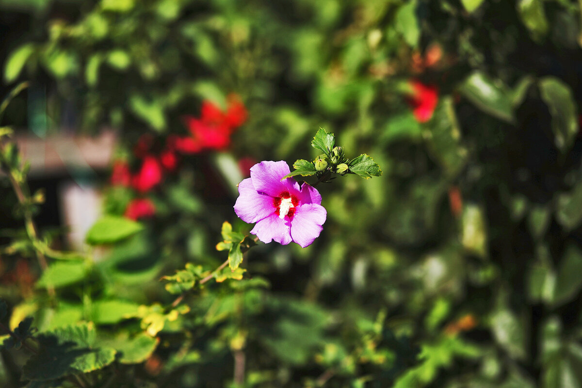 Радостная петуния - Юрий Гайворонскiий Радостная петуния - Юрий Гайворонскiий